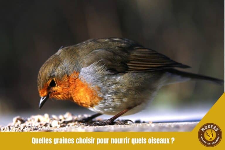 Lire la suite à propos de l’article Quelles graines choisir pour nourrir quels oiseaux ?