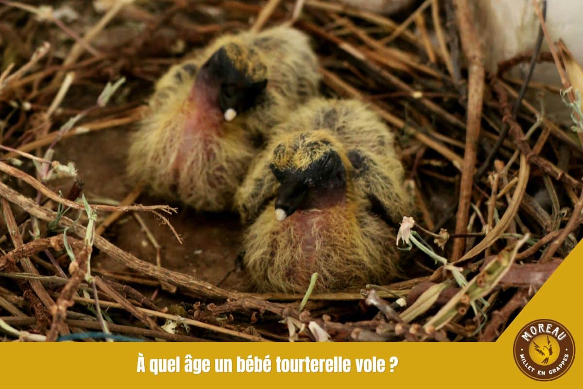 You are currently viewing À quel âge un bébé tourterelle vole ?