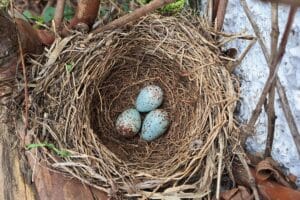 Les couleurs les plus fréquentes des œufs en France et en Europe