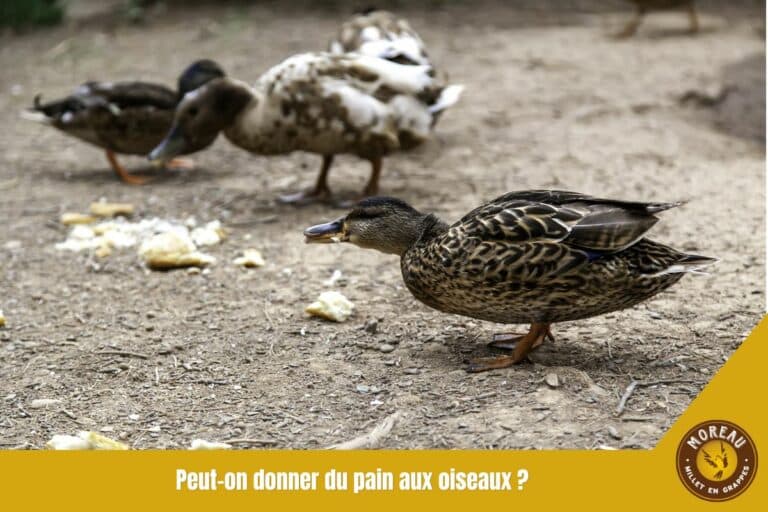 Lire la suite à propos de l’article Peut-on donner du pain aux oiseaux ?