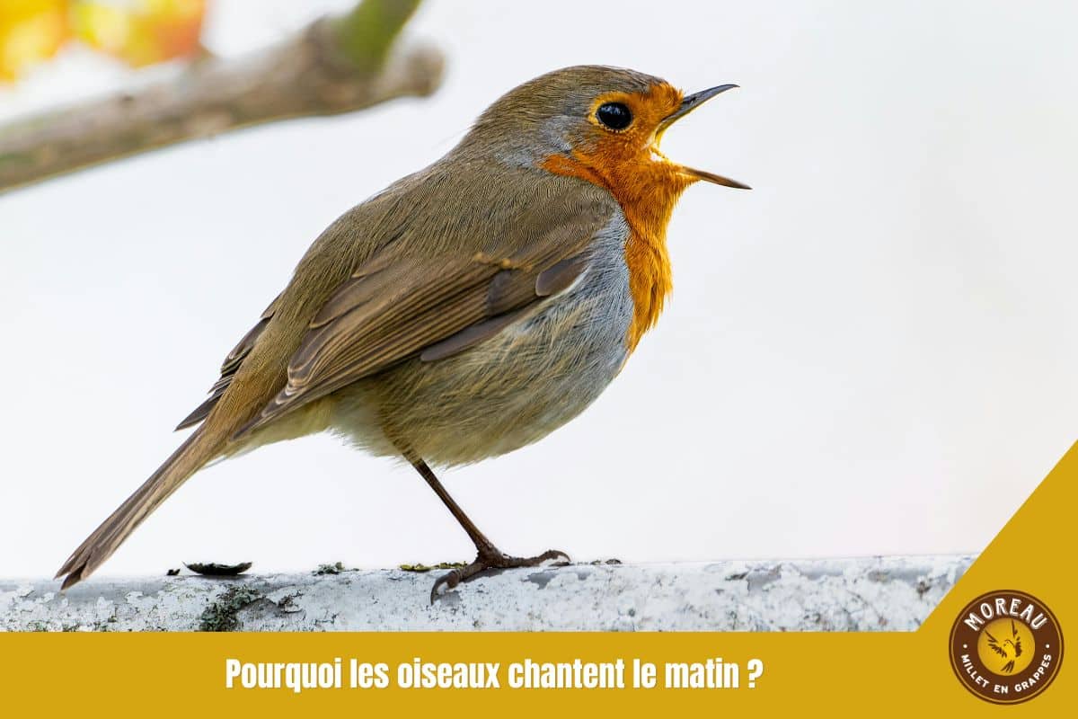 You are currently viewing Pourquoi les oiseaux chantent le matin ?