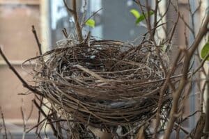 Matériaux que les oiseaux utilisent pour construire leurs nids