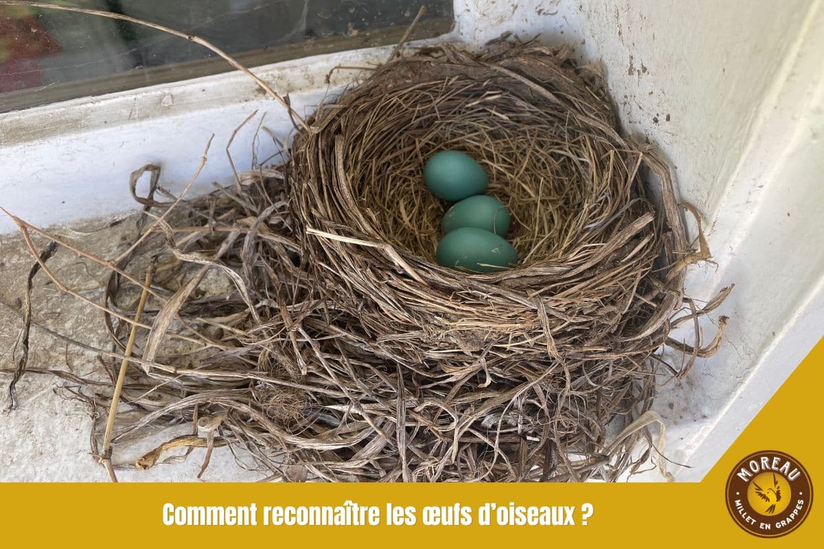 You are currently viewing Comment reconnaître les œufs d’oiseaux ?