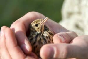 Ce que dit la loi sur la détention d'un oiseau sauvage