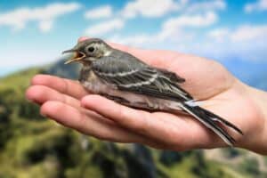Identifier les signes d'un oiseau blessé ou malade