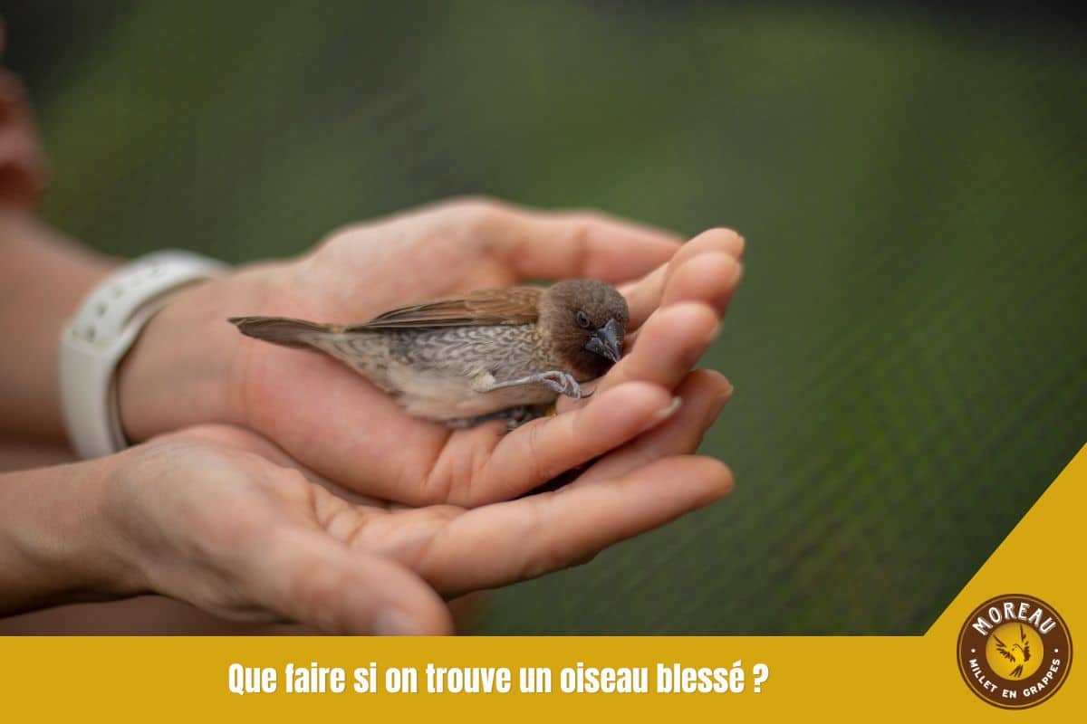 You are currently viewing Que faire si on trouve un oiseau blessé ?