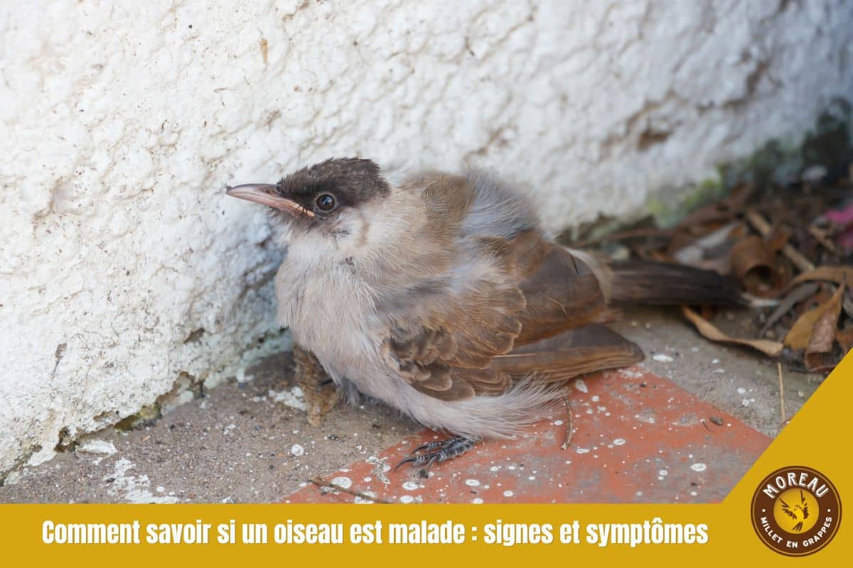 You are currently viewing Comment savoir si un oiseau est malade : signes et symptômes