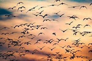 Ce que le réchauffement climatique change pour les oiseaux migrateurs