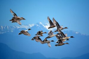 Migrateurs, sédentaires, partiels : quels oiseaux voyagent vraiment 