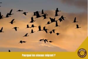 Lire la suite à propos de l’article Pourquoi les oiseaux migrent : les vraies raisons d&rsquo;un voyage hors du commun