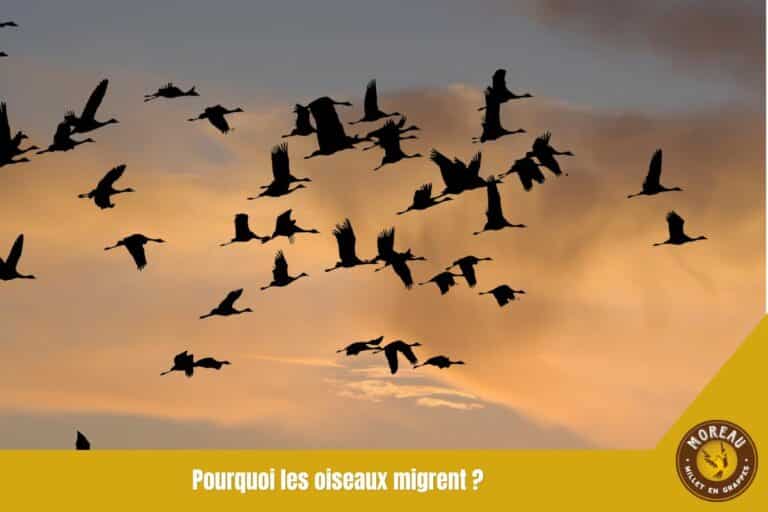 Lire la suite à propos de l’article Pourquoi les oiseaux migrent : les vraies raisons d&rsquo;un voyage hors du commun