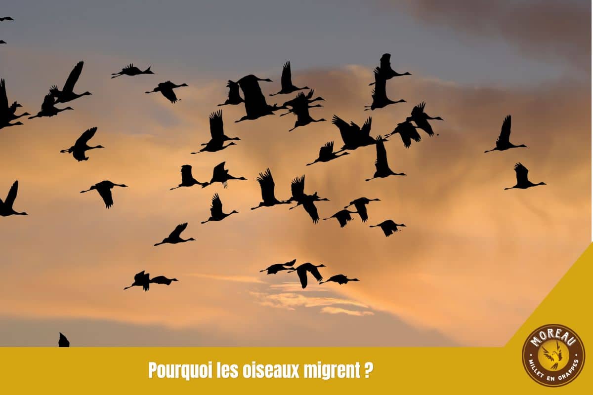 You are currently viewing Pourquoi les oiseaux migrent : les vraies raisons d&rsquo;un voyage hors du commun