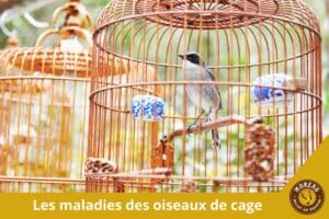 Lire la suite à propos de l’article Les maladies des oiseaux de cage : symptômes, soins et prévention