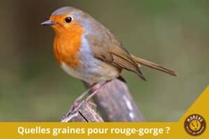 Lire la suite à propos de l’article Quelles graines pour rouge-gorge : le guide pour bien le nourrir