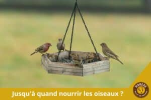 Lire la suite à propos de l’article Jusqu&rsquo;à quand nourrir les oiseaux ?