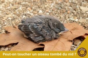 Lire la suite à propos de l’article Peut-on toucher un oiseau tombé du nid ?