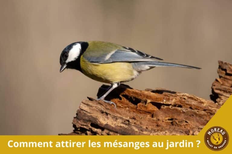 Lire la suite à propos de l’article Comment attirer les mésanges au jardin : nourriture, eau et abris