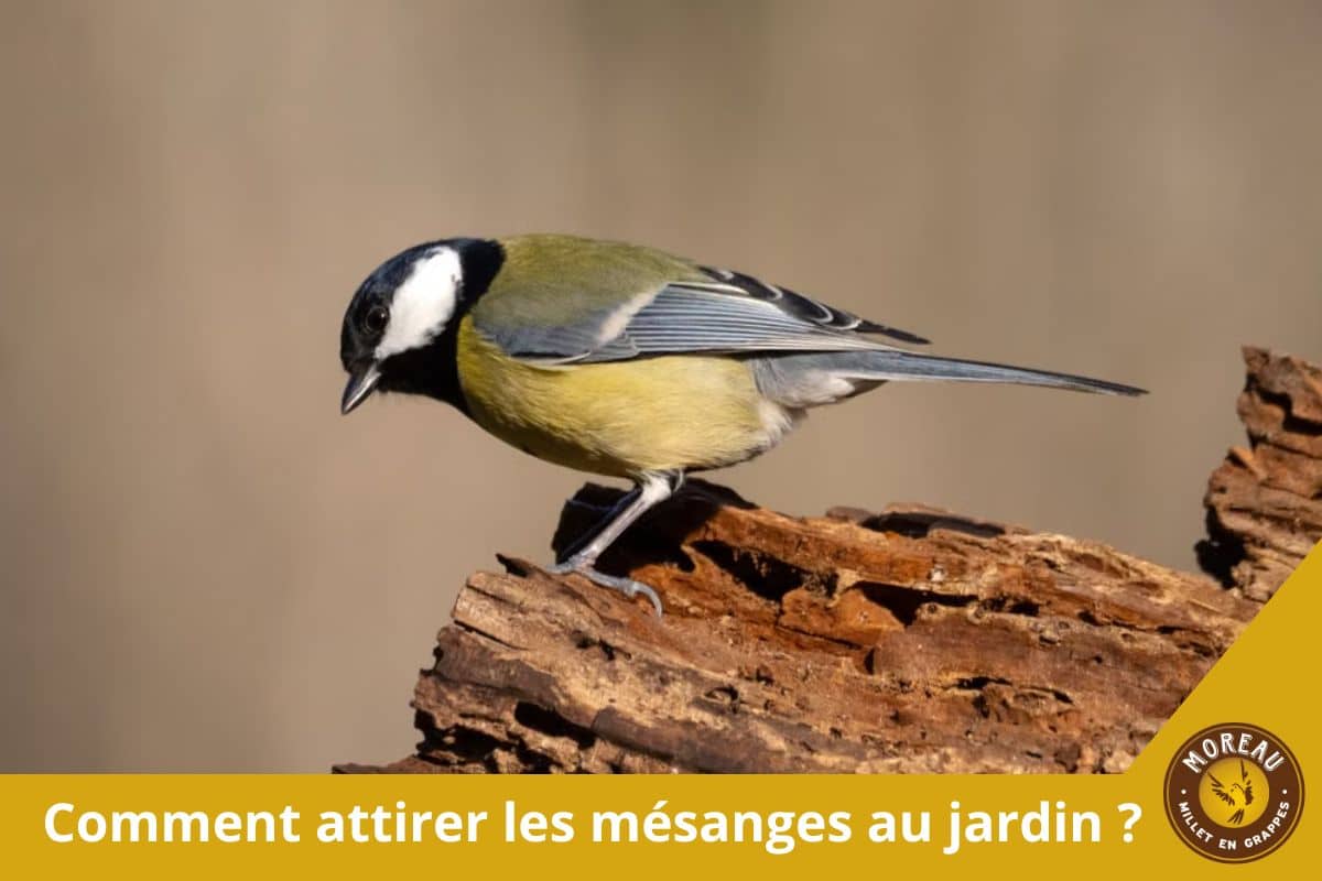 You are currently viewing Comment attirer les mésanges au jardin : nourriture, eau et abris