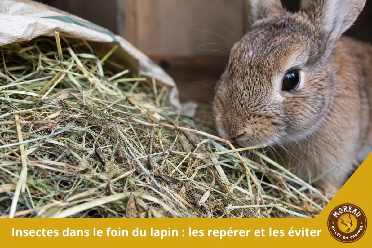 You are currently viewing Insectes dans le foin du lapin : les repérer et les éviter
