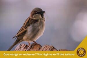 Lire la suite à propos de l’article Que mange un moineau ? Son régime au fil des saisons