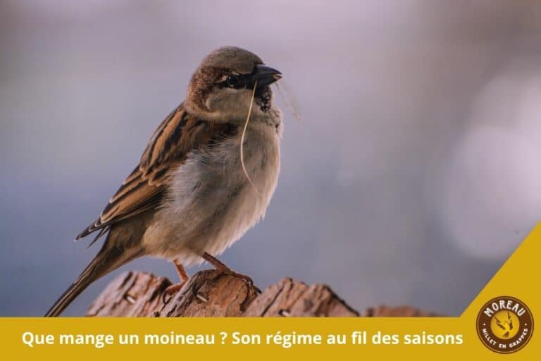 Lire la suite à propos de l’article Que mange un moineau ? Son régime au fil des saisons