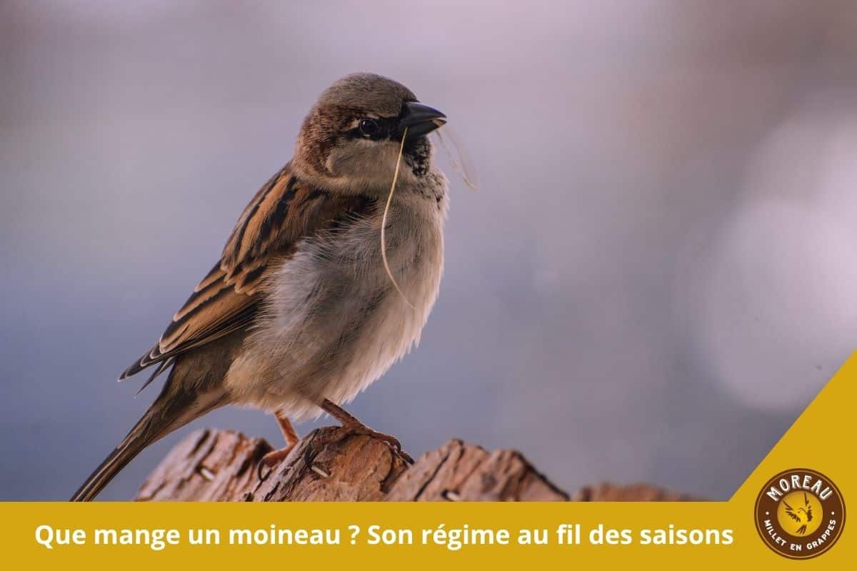 You are currently viewing Que mange un moineau ? Son régime au fil des saisons