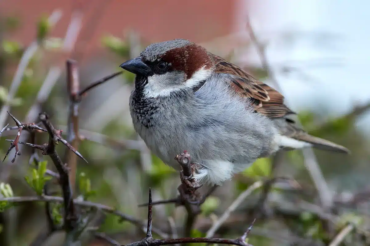 Moineau domestique mâle reconnaissable à sa bavette noire et à sa calotte gris cendré