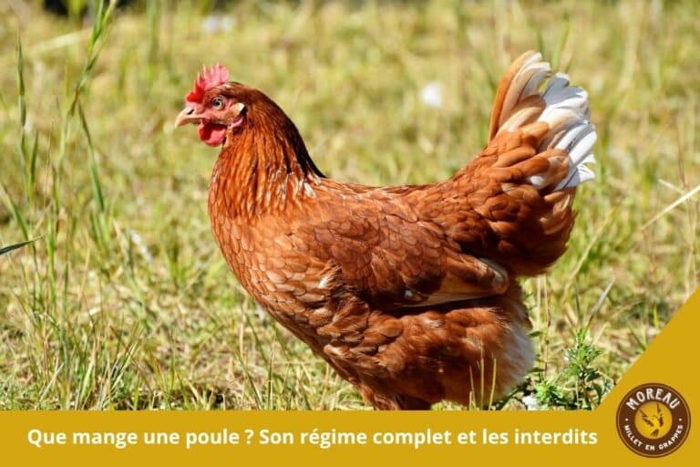 Lire la suite à propos de l’article Que mange une poule ? Son régime complet et les interdits