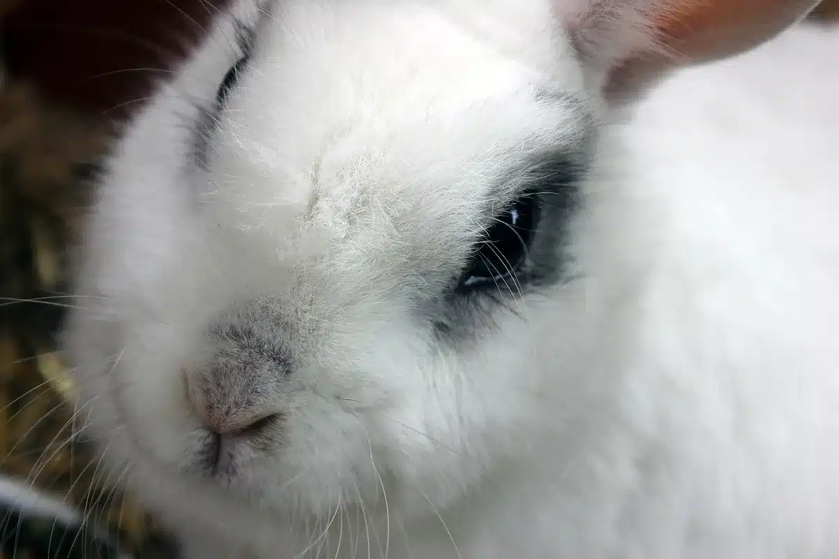 Gros plan sur la tête d’un lapin blanc aux yeux cerclés de noir, devant de la paille