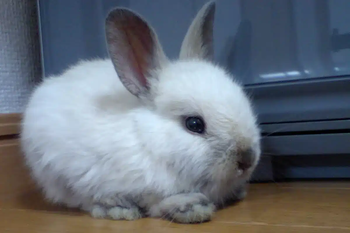 Jeune lapin nain blanc couché sur un parquet, dans une maison