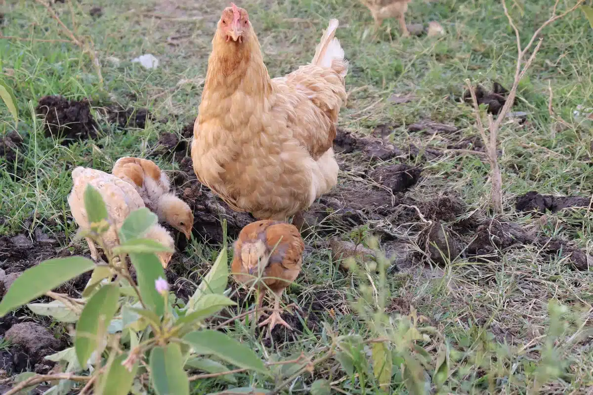 Poule et ses poussins cherchant leur nourriture au parcours