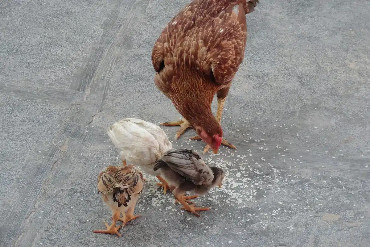 Poule et poussins picorant des grains au sol