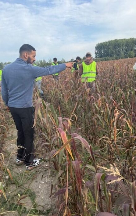 Comment se déroule la coupe manuelle du millet en grappes Comment se déroule la coupe manuelle du millet en grappes